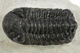 Detailed Austerops Trilobite - Nice Eye Facets #312775-1